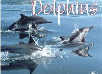 Dolphins 2001 Calendar