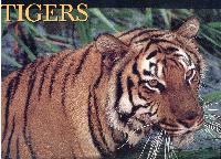 Tigers 2001 Calendar