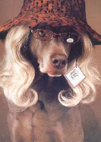 William Wegman's Man's Best Friend 2001 Calendar